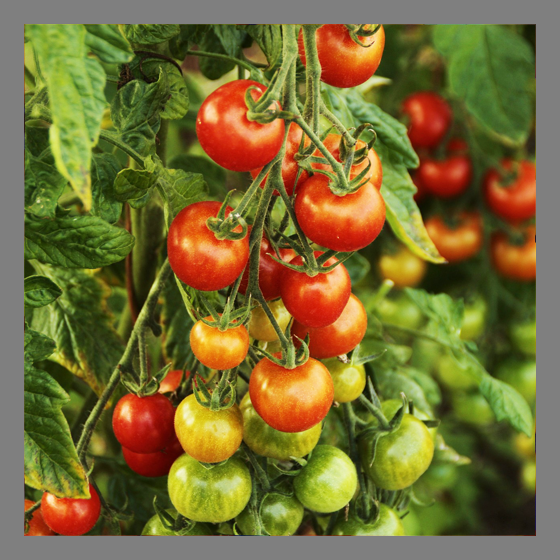 Cherrytomate