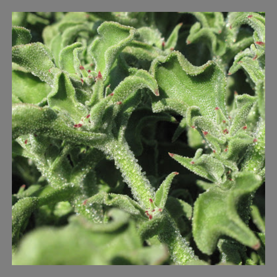 Eiskraut