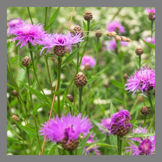 Flockenblume