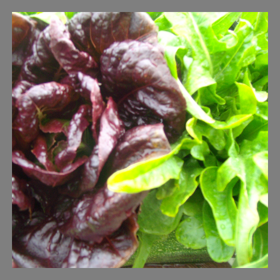 Kopfsalat