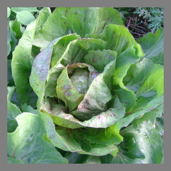 Radicchio