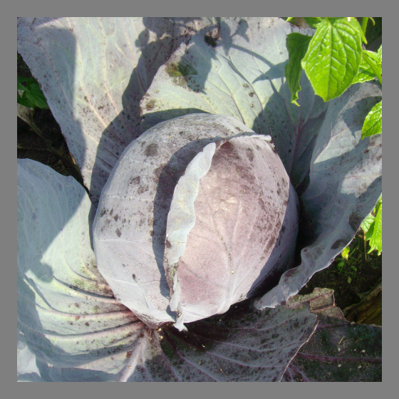 Rotkohl