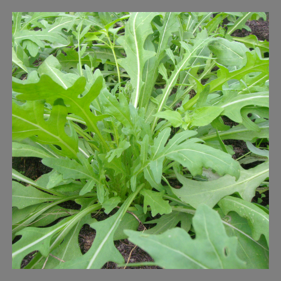 Rucola