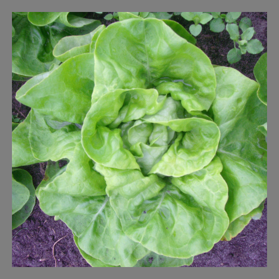 Salat