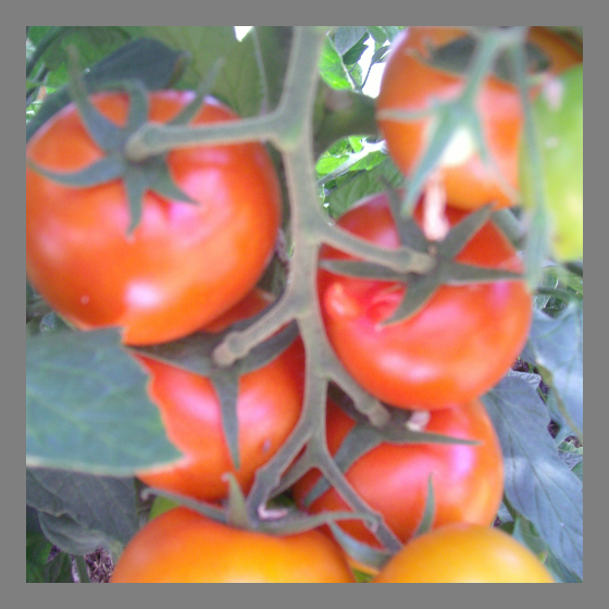 Salattomaten