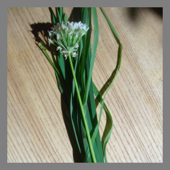 Schnittknoblauch